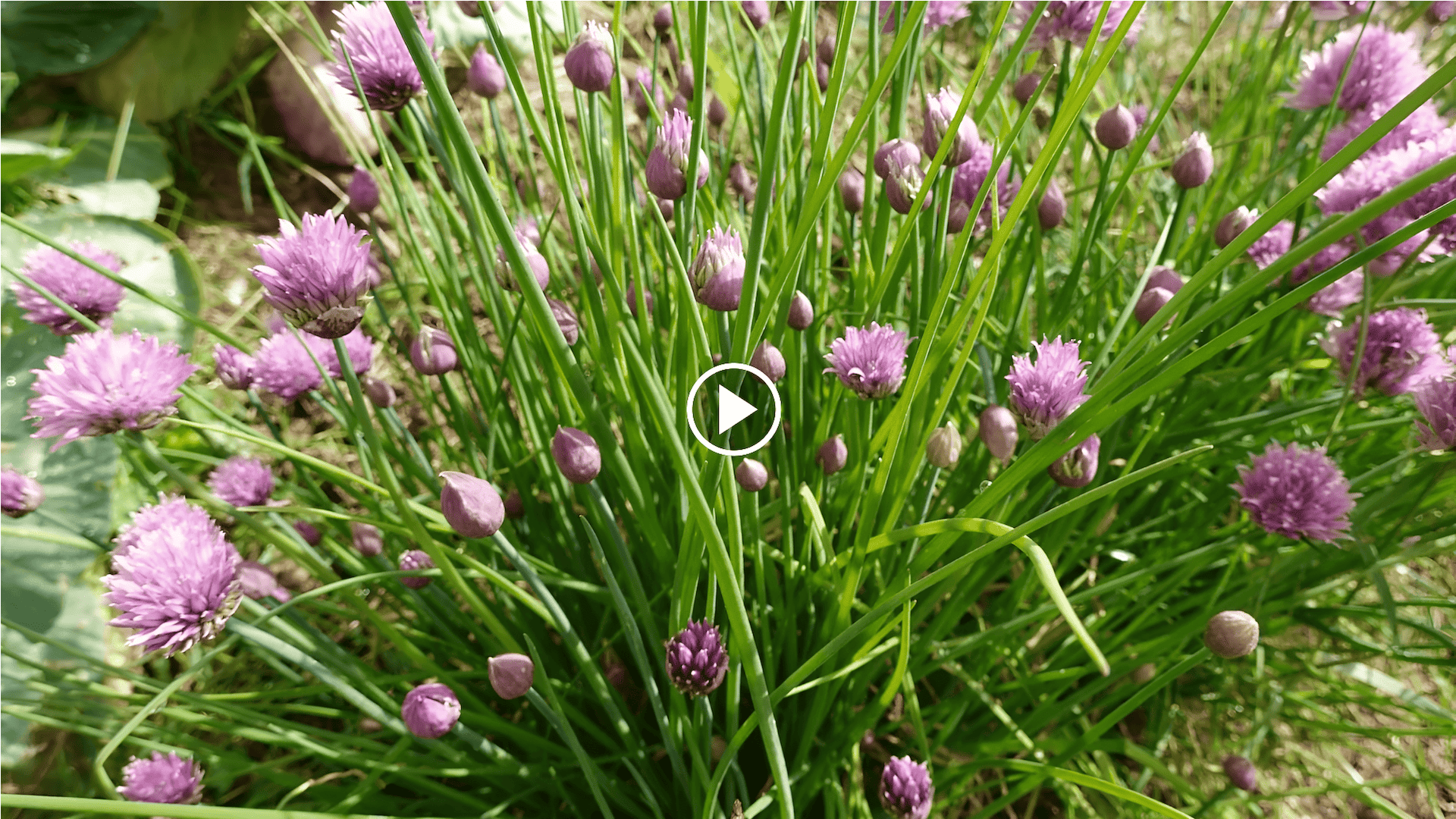 cómo cultivar hierbas aromáticas en el jardín con un círculo de cultivo